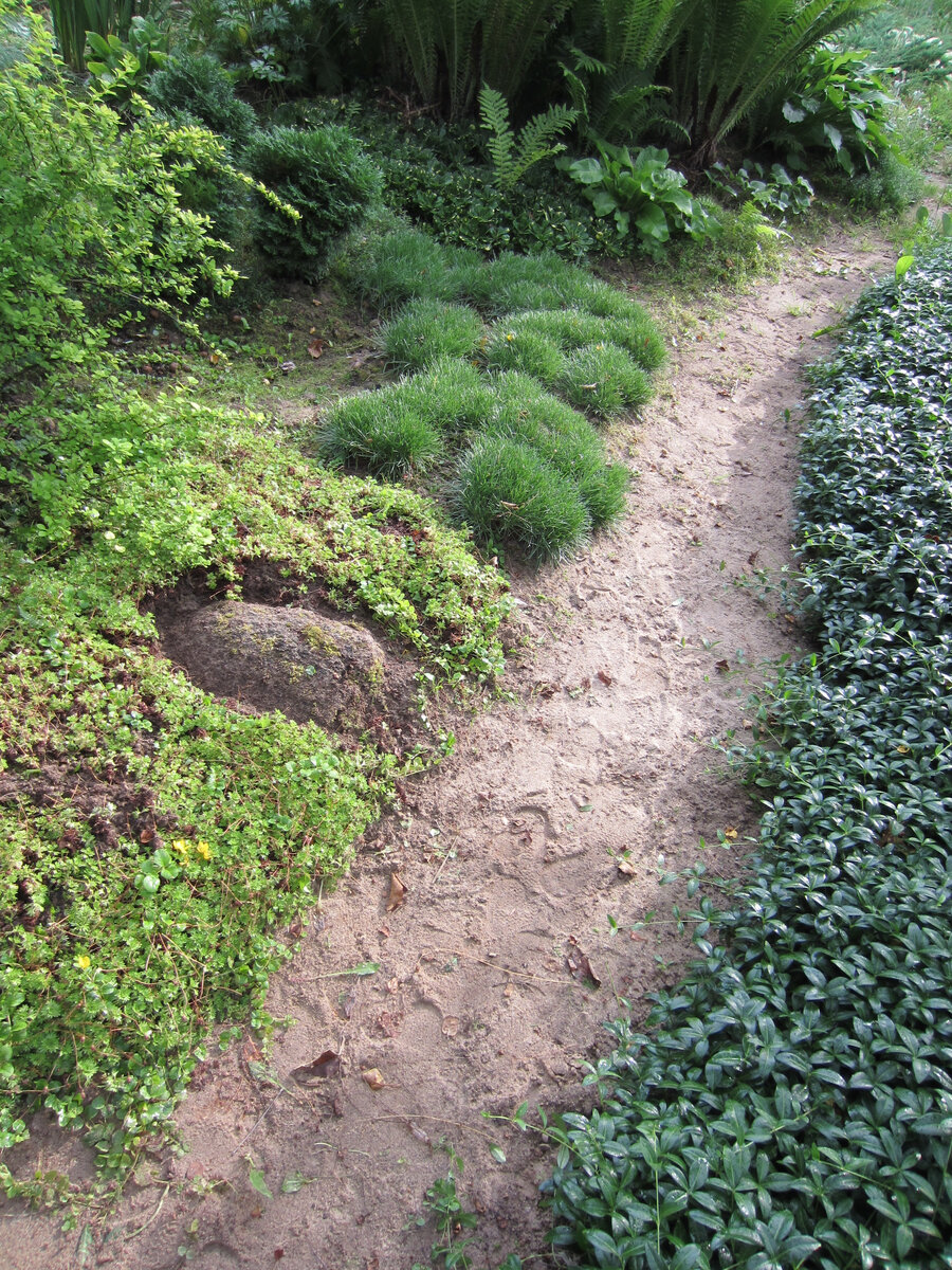 Армерия в верхней части сада слева от тропинки
