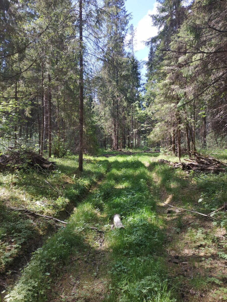 Вход в лес. 