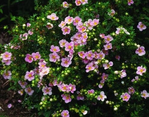 Лапчатка кустарниковая Пинк Парадайз