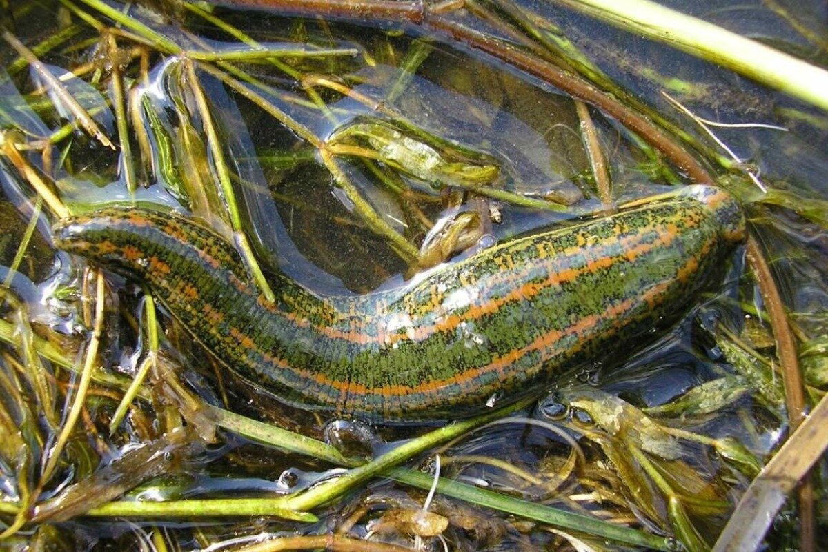 Пиявка. Медицинская пиявка Hirudo medicinalis. Hirudo medicinalis orientalis Восточная. Аптекарская (Hirudo medicinalis officinalis).