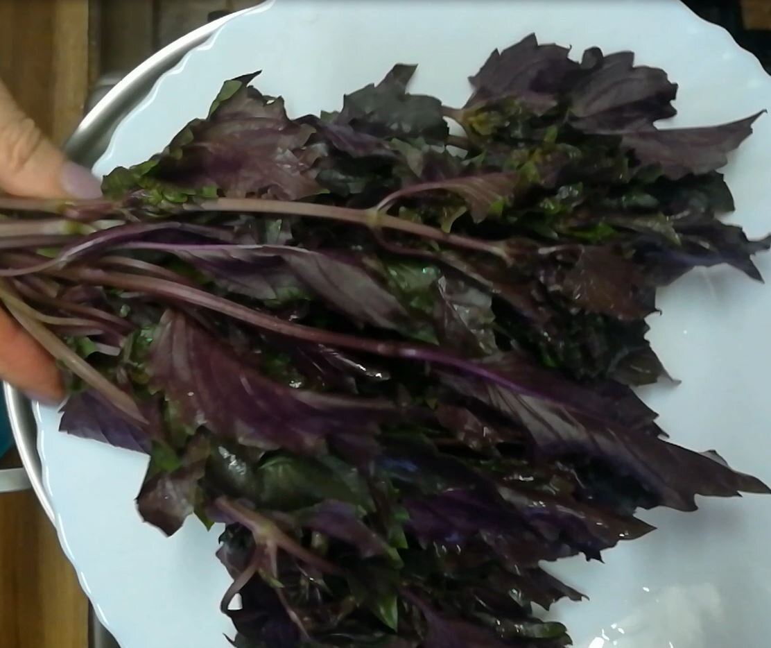 Фиолетовый базилик