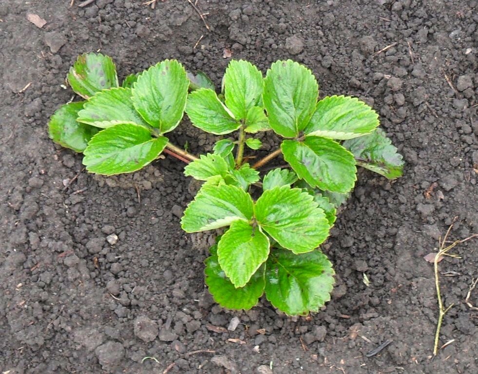 Советы по выращиванию клубники | ВКУСНЫЙ ОГОРОД | Дзен