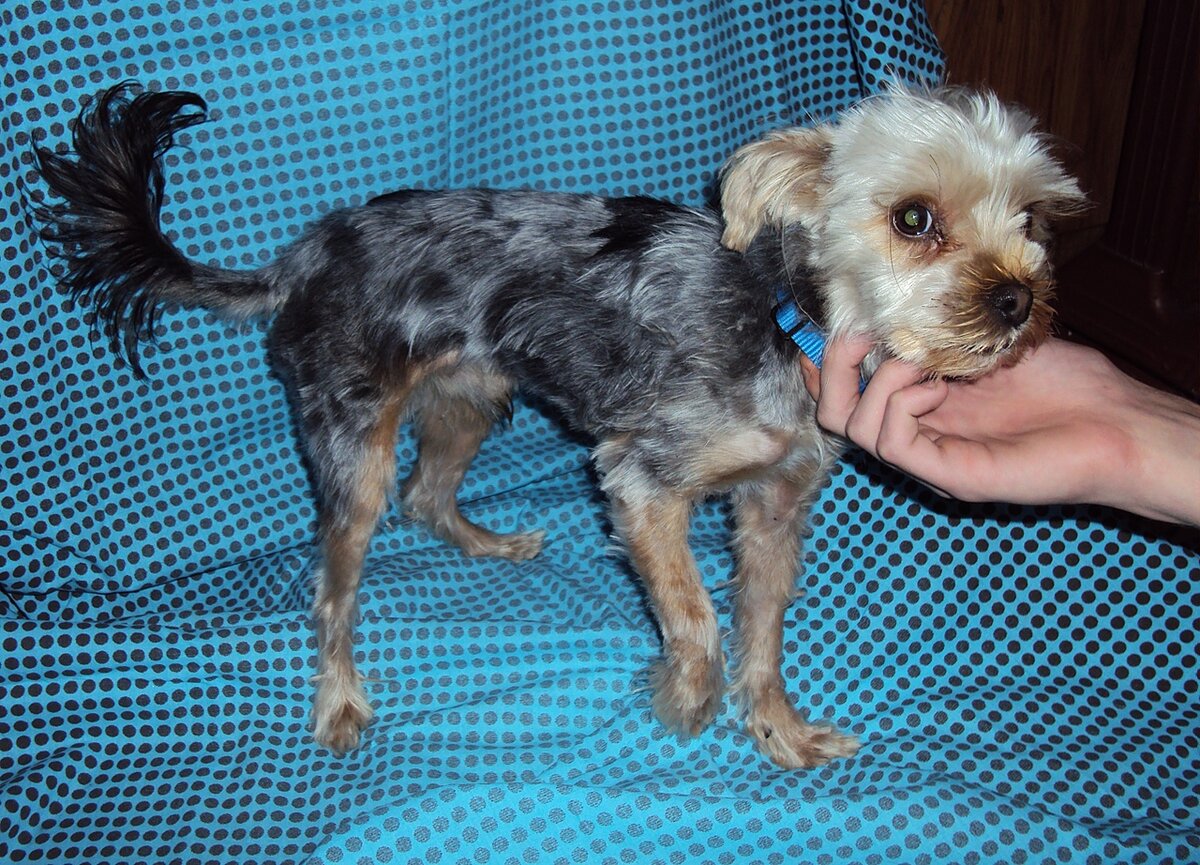 Первый день на передержке. Истощение и отчаянный испуг в глазах