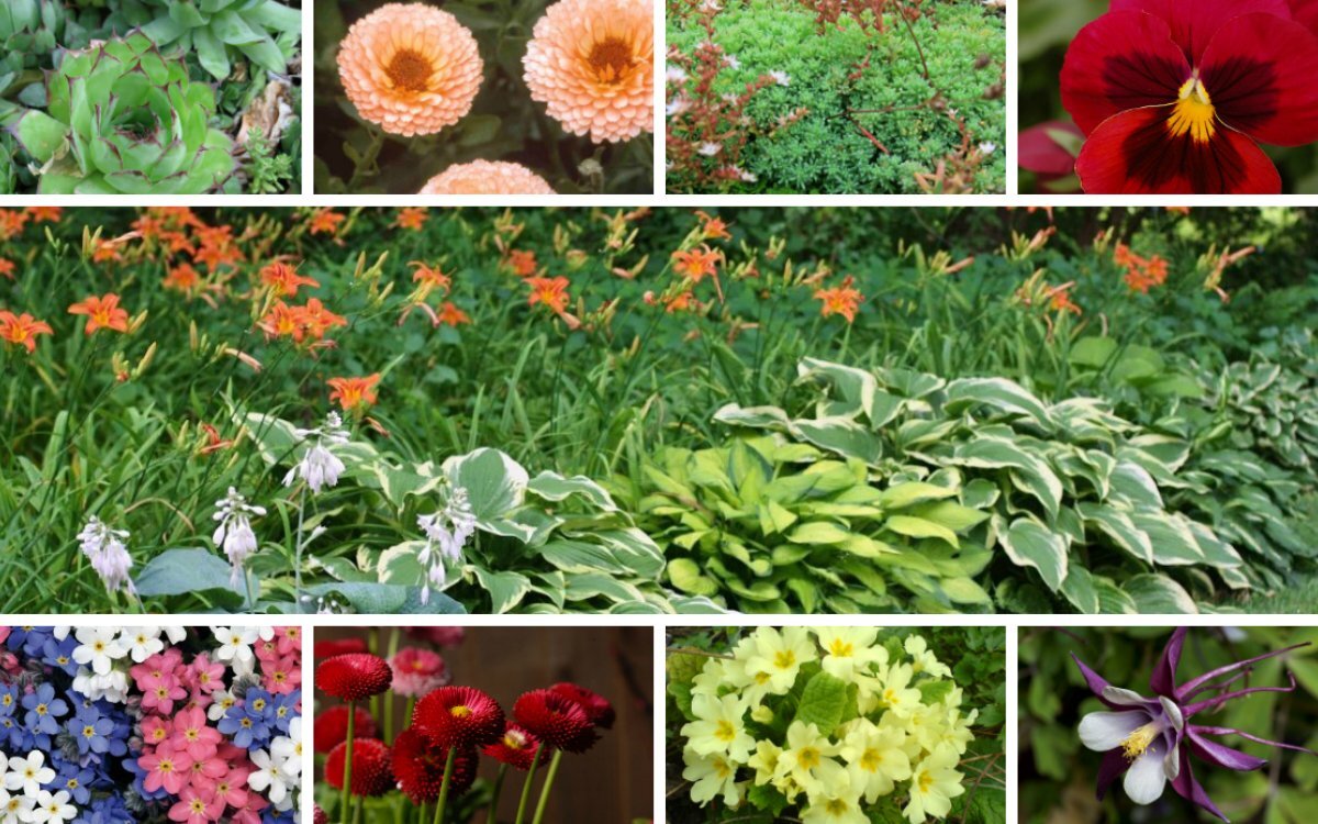 Фото с Яндекс.картинки