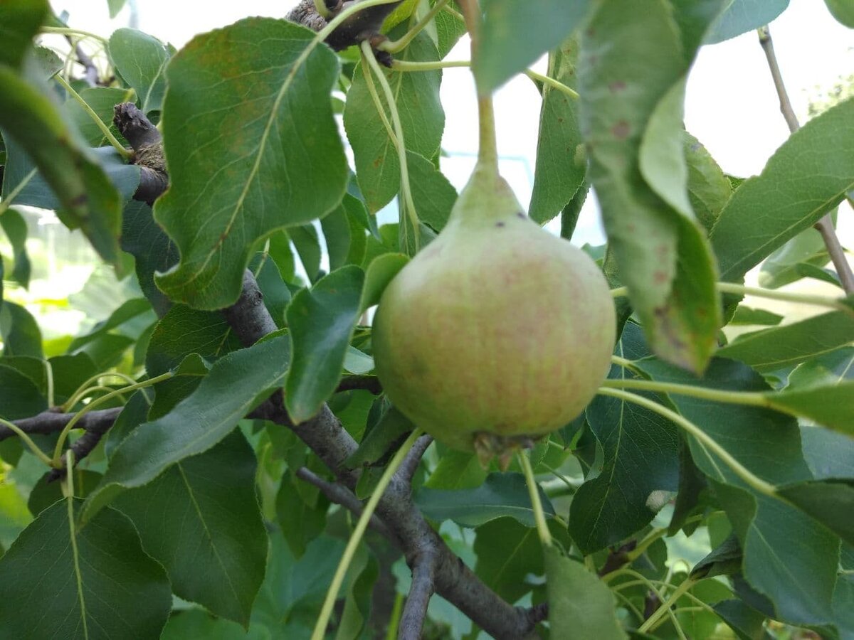 Груша "Памяти Яковлева"