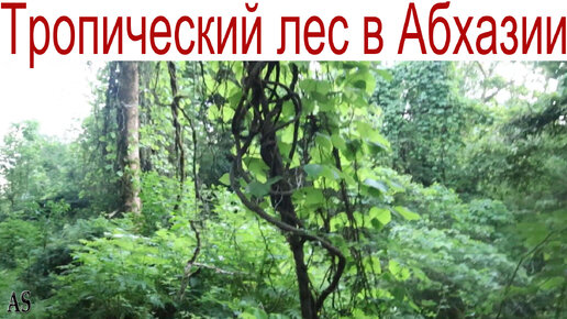 Тропический лес в Абхазии/ Наш лес другой!