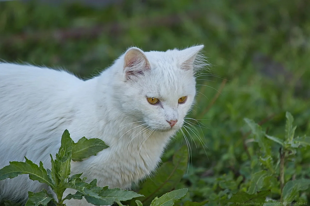 Старая белая кошка. Белые Дикие коты. Белая Дикая кошка. Белый кот в траве. Старый белый кот.