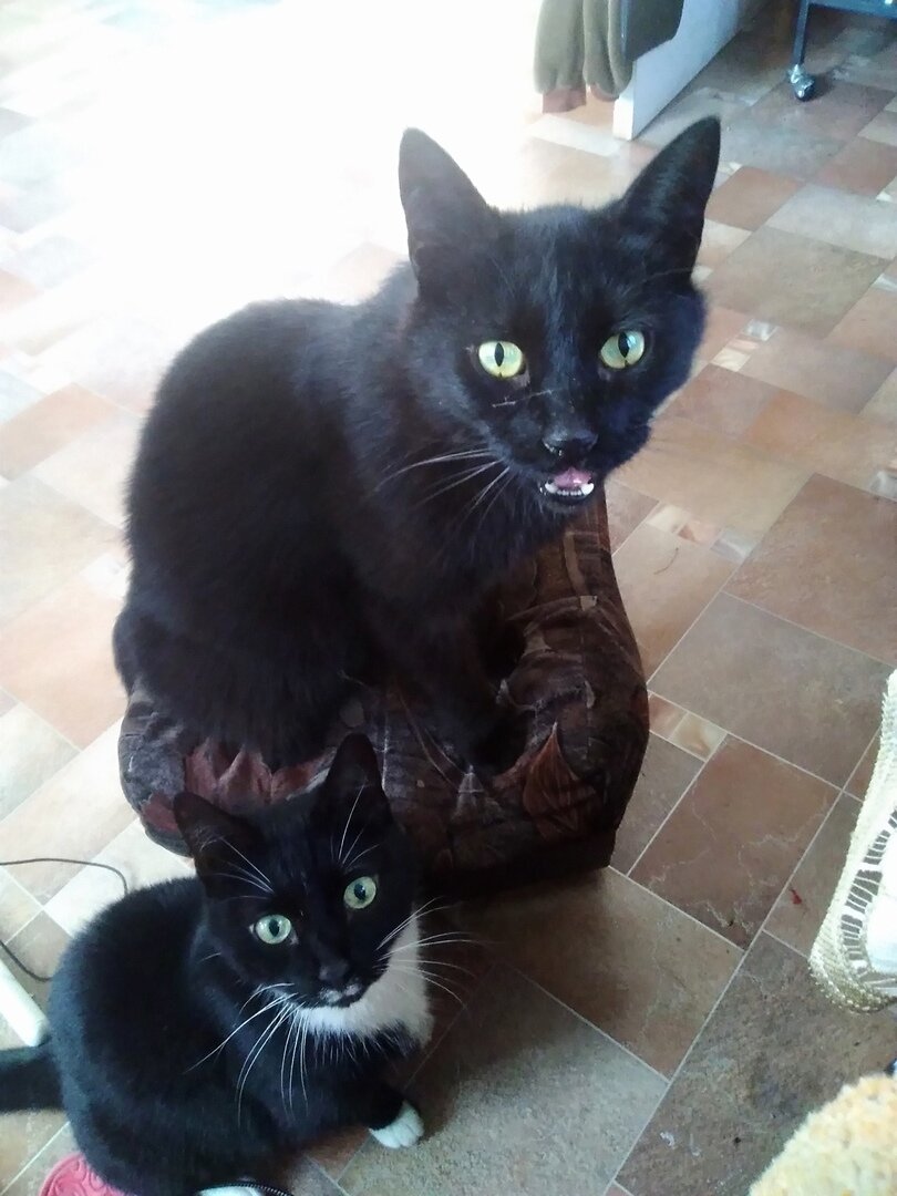 "Это дом, где 2 кота"))