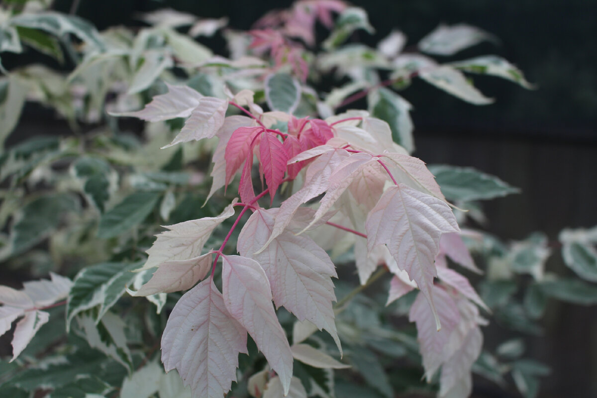 2. Клен ясенелистный (Acer negundo) "Flamingo" 
