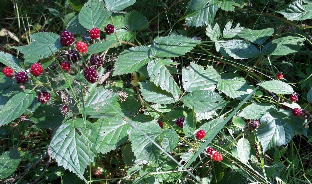 лесная ежевика