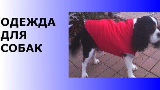 Одежда для собак своими руками Dress for dogs