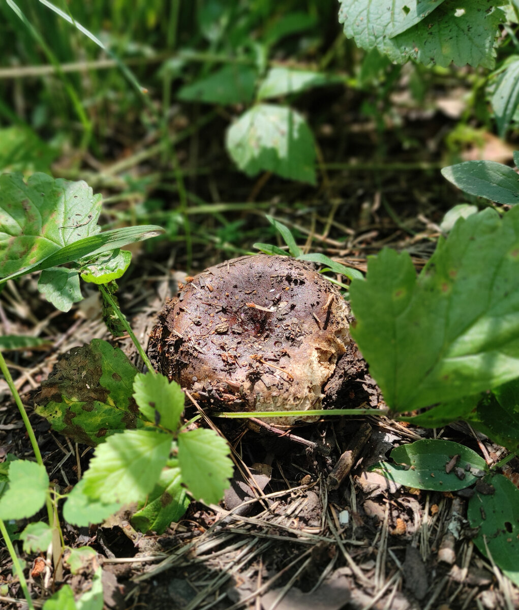 Что-то коричневенькое