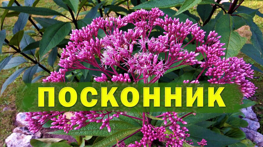 Download Video: Посконник - многолетний красавец в саду.