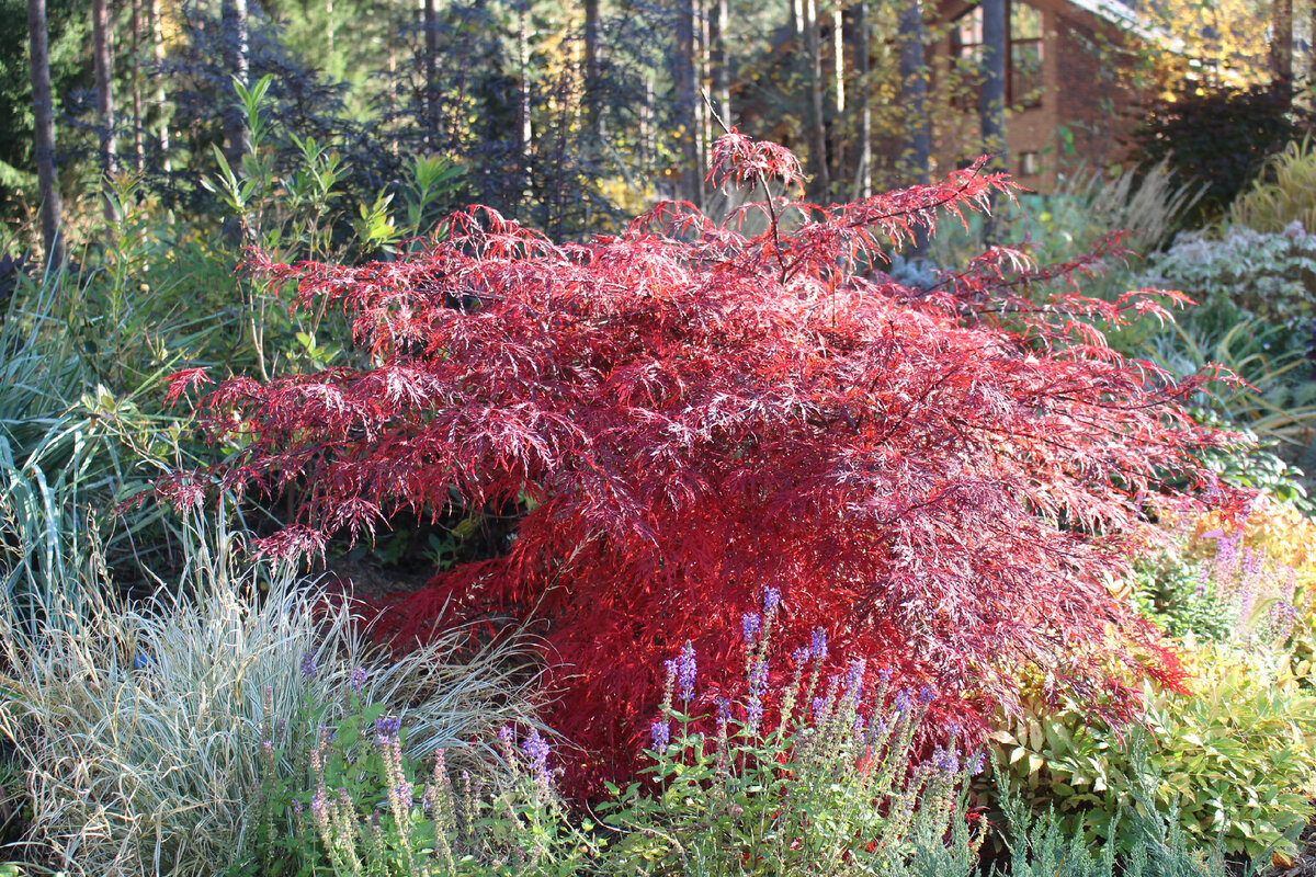 1. Клен дланевидный (Acer palmatum), форма Atropurpureum Dissectum