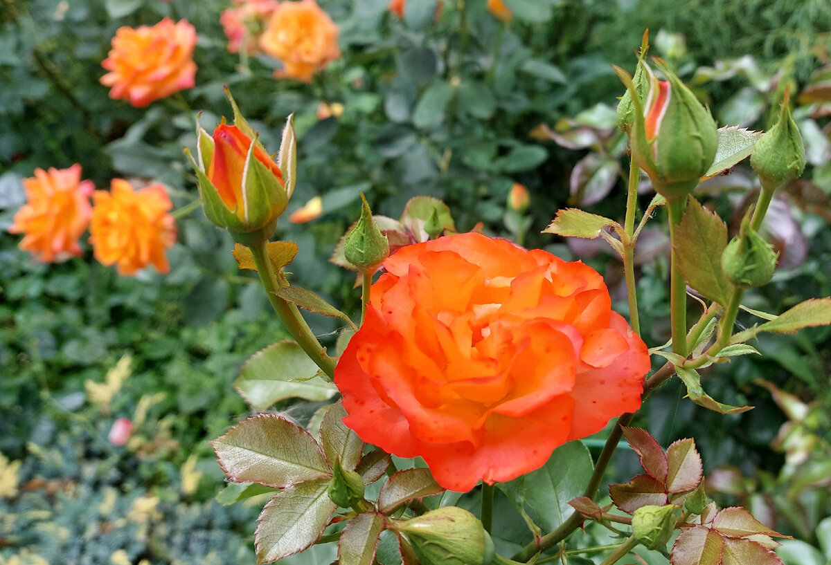 Гуд Монинг. Флорибунда. 