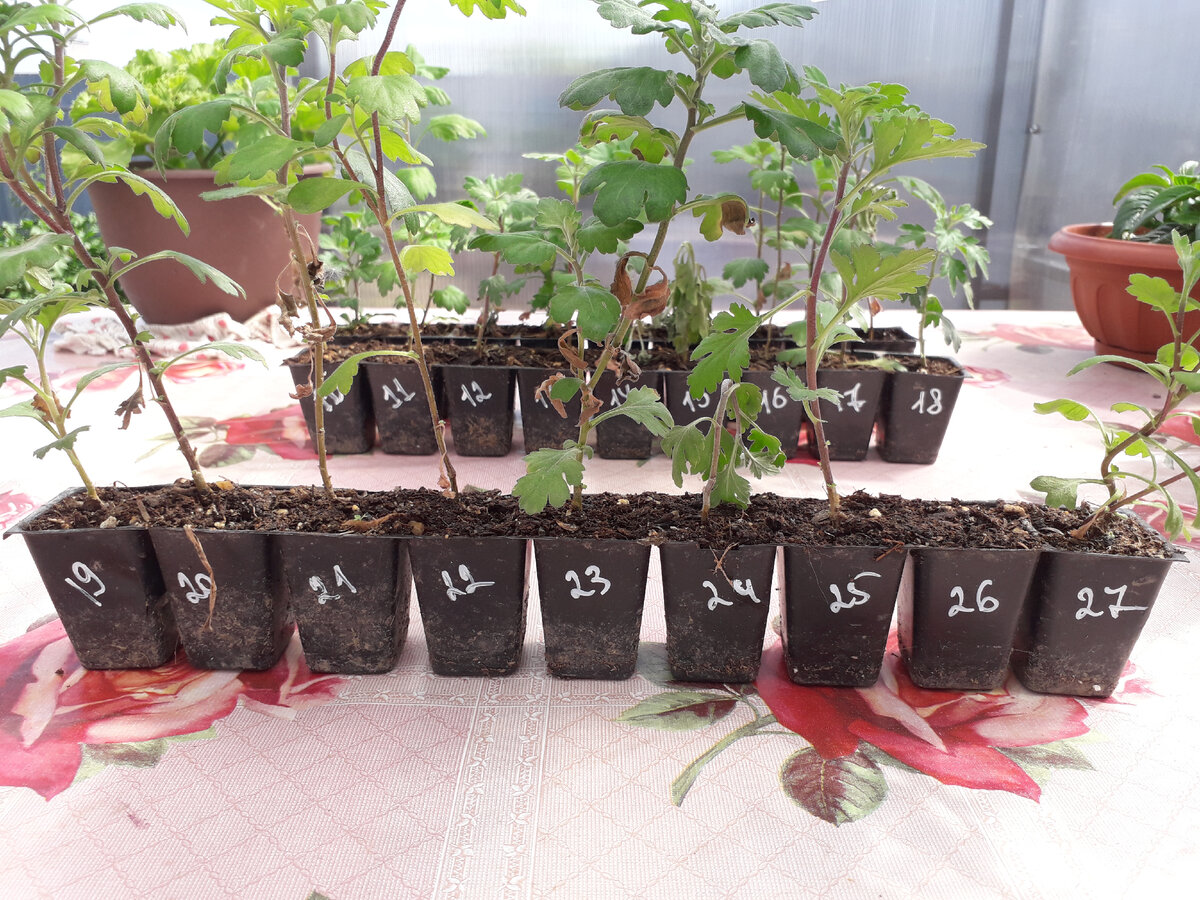 Состояние черенков на момент получения посылки весной