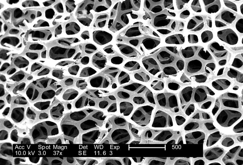 губка под увеличением