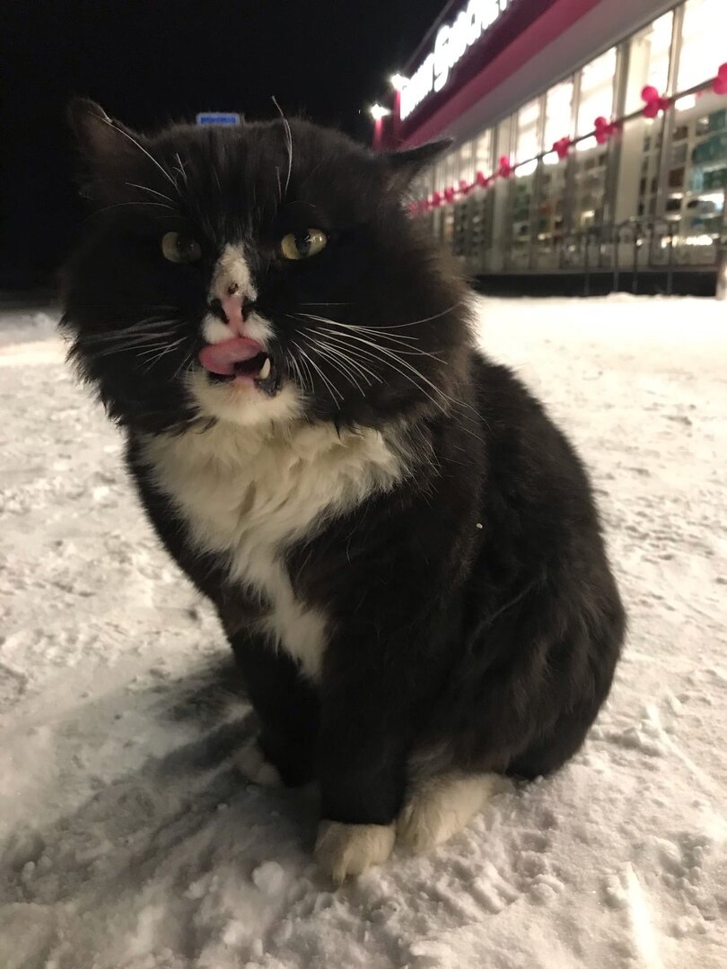 Фото реального кота Бедоси