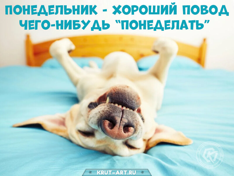Смешная картинка про понедельник, довольный пес отдыхает от забот в самом начале трудовой недели. Понедельник — хороший повод чего-нибудь «понеделать»