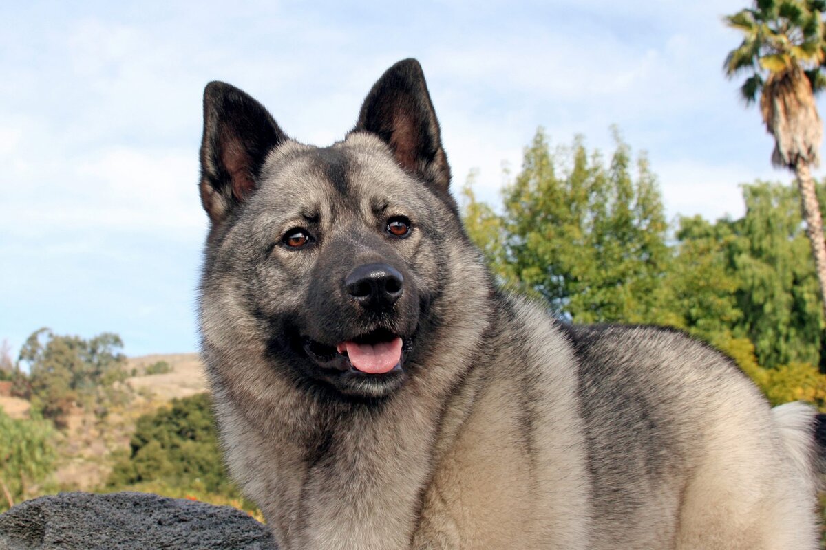 Норвежский элкхаунд (Фото: https://www.dailypaws.com/dogs-puppies/dog-breeds/norwegian-elkhound)