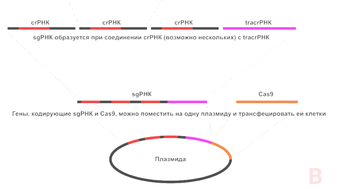 tacrРНК необходима для соединения с белком Cas, в данном случае с Cas9