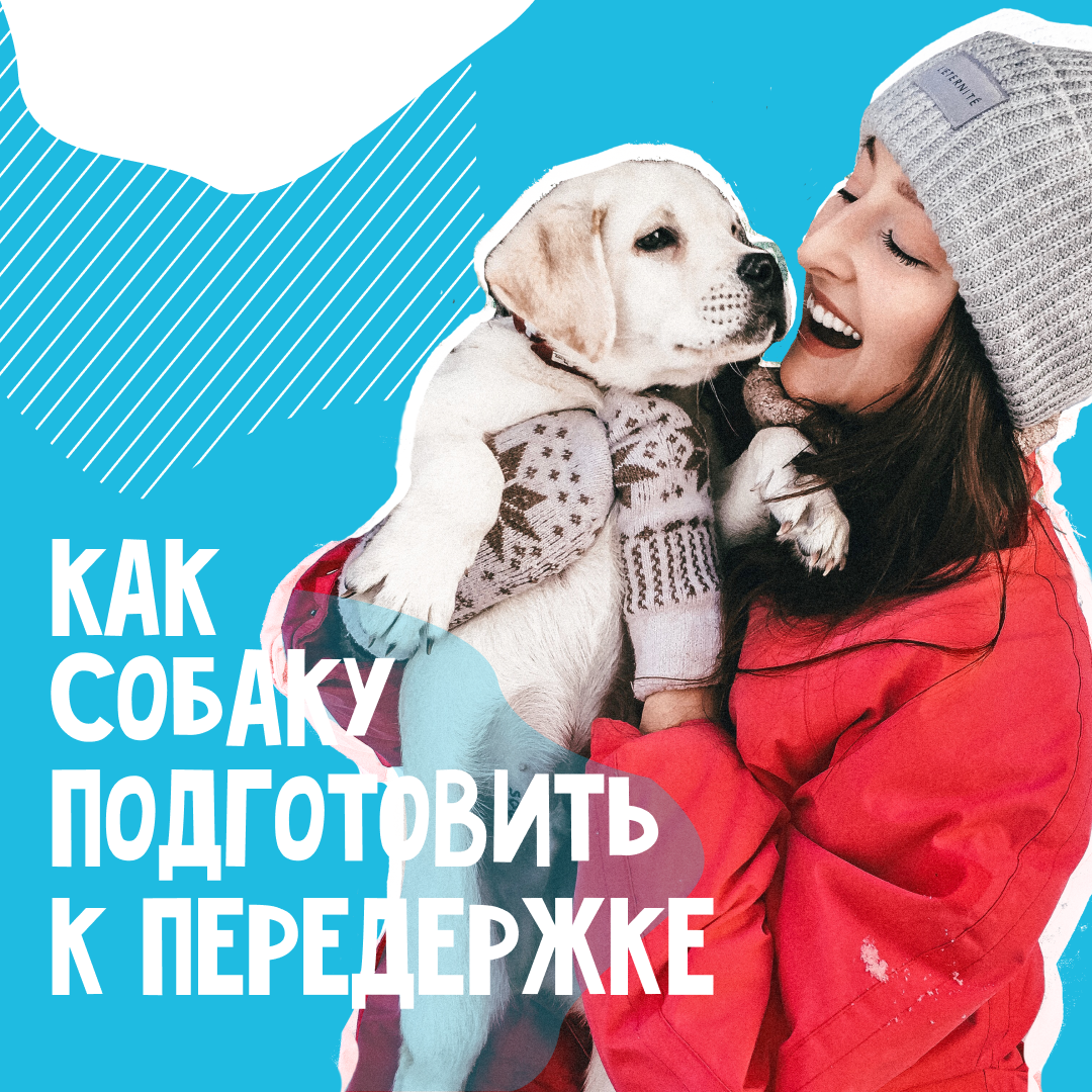 Смотрите наши сториз в Инстаграм, там каждый день собачки и котики, находясь на передержке, передают вам привет! 👋Наш аккаунт в Инстаграм @dogsyru 