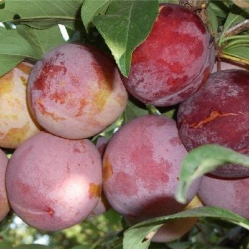 Орловская мечта
