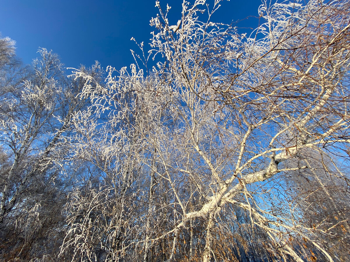 После небольших заморозков, такая красота вдоль дорог по Курганской области.