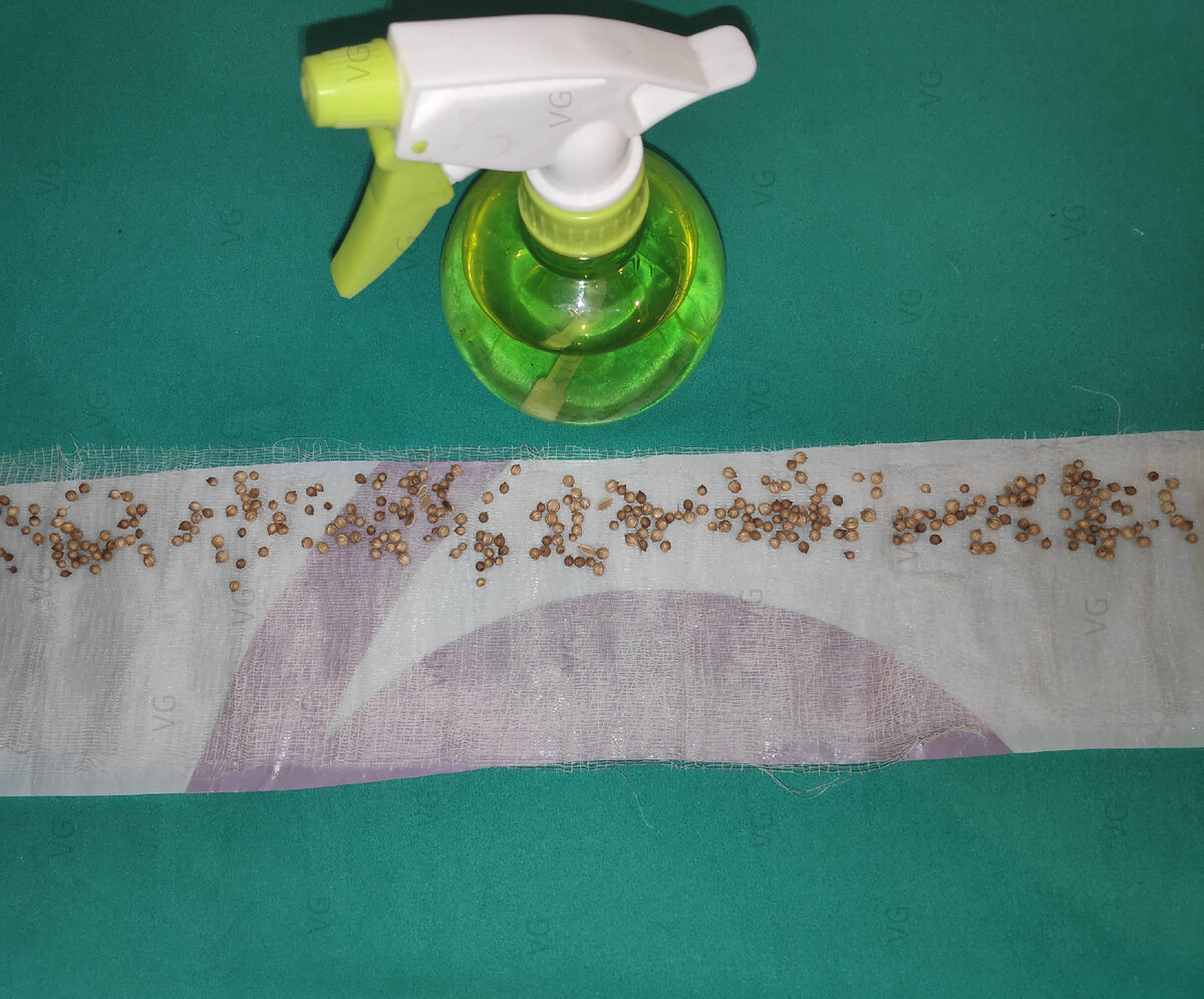 Семена раскладываю в верхней трети ленты. Сверху закрываю ещё одним слоем бинта и снова смачиваю