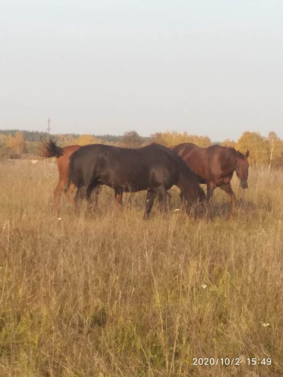 Обычное зрелище в нашей деревне