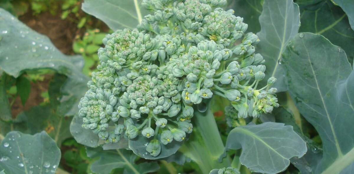 Капуста брокколи (Brassica oleracea) накапливает кадмий в съедобных частях растения