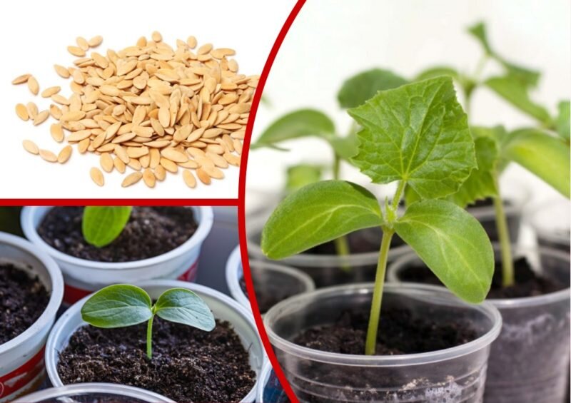 Рассада огурцов для теплицы