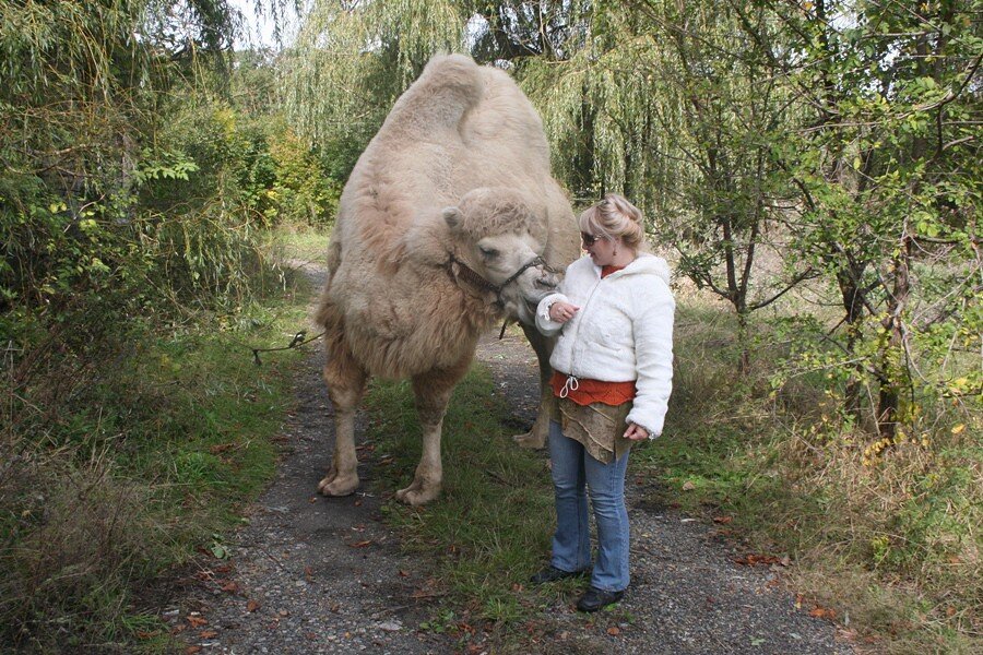 Даже верблюд твердил мне: «Оля, хорошо подумай». Фото автора блога