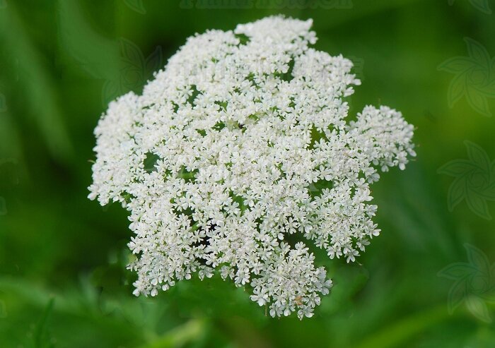 Экстракт жгун-корня