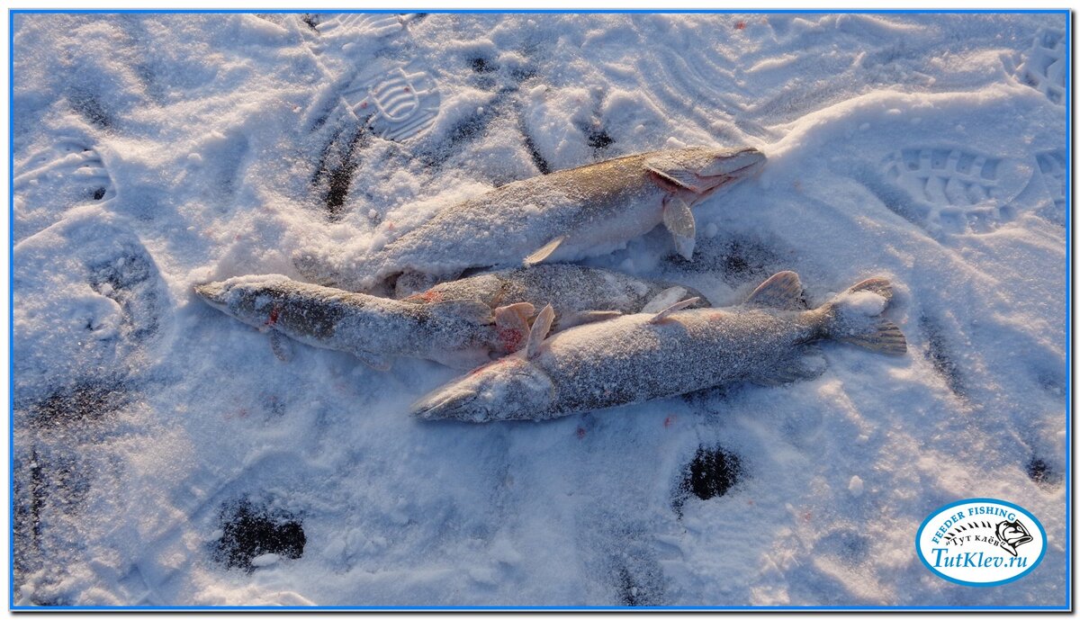 Перед ледоставом, хищница предпочитает  удалиться с мелководных участков на глубину.
