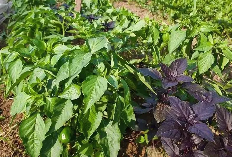 Семена базилика. Семена трав приправ. Перец базилик. Масло со специями. Картинки овощи перец в скандинавском стиле.