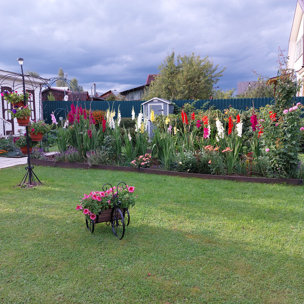 Парадная клумба во время цветения гладиолусов.