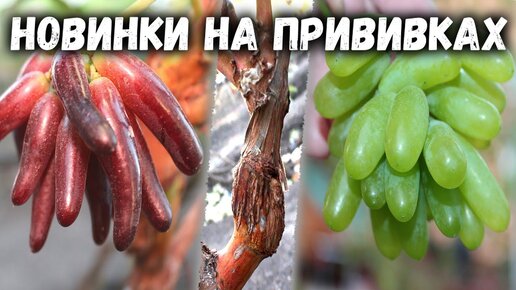 Новинки на прививках