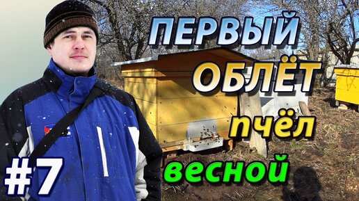 Первый облёт пчёл весной после зимовки. Важное событие в жизни пчеловода !