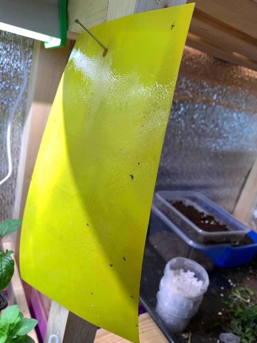 Вот такие наклейки отлично работают в борьбе в белокрылкой, рекомендую