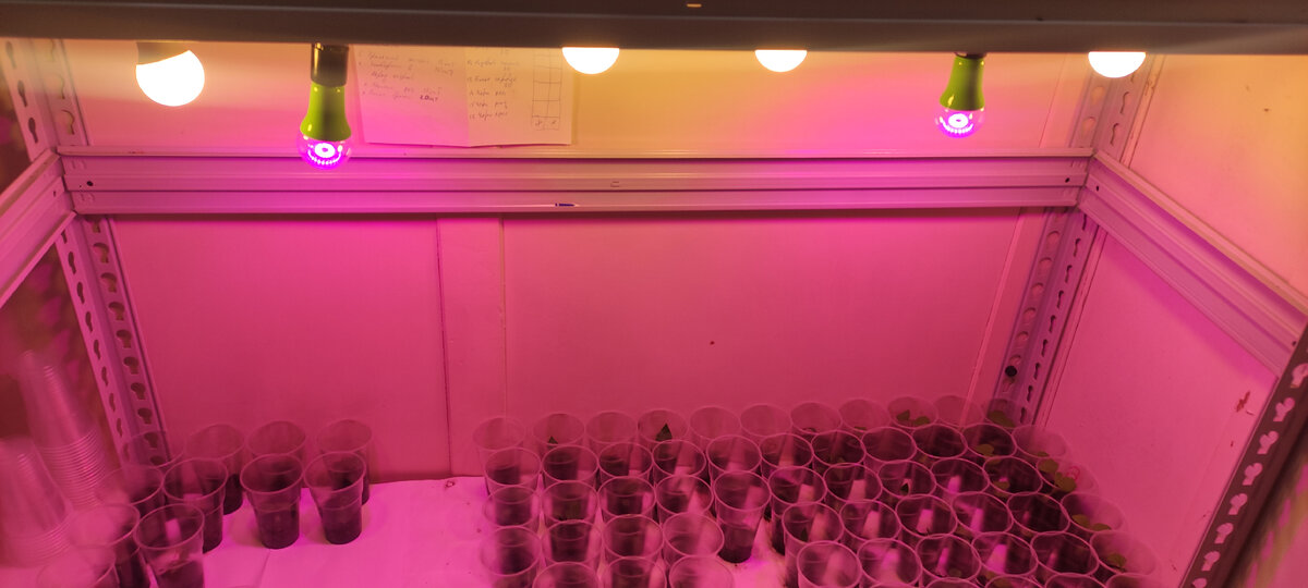 Нижняя полка. Рассада после пикирования.