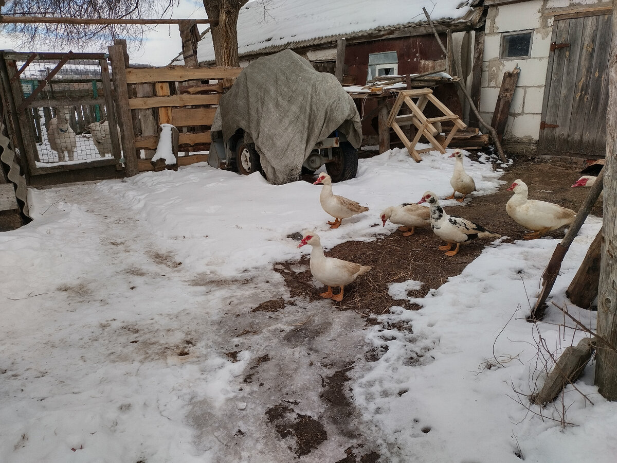 На снег не многие идут.. Лапки мерзнут