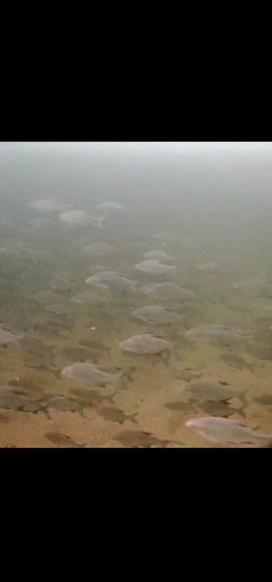 Скриншот с видео снятого 16 марта 2022 года Нижняя Волга