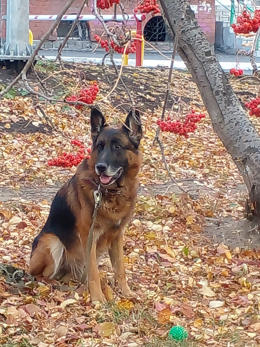Лающего на меня йорка сфотографировать не догадалась, ибо затупила. Со мной такое бывает.  Поэтому любуйтесь на моего Эриха. :) Фото автора. 