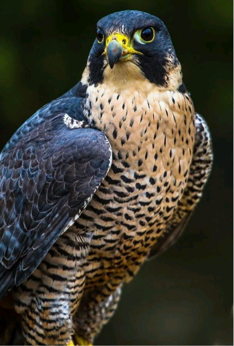 Сокол - сапсан.