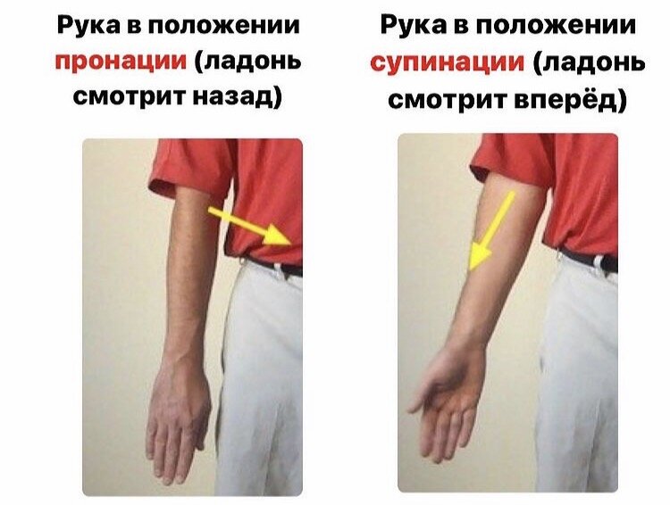 Рука в пронации/супинации 