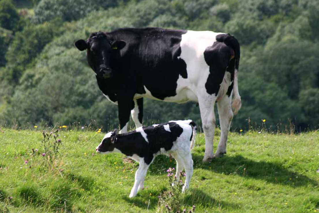 Cow body. Коровы и телята. Корова. Теленок черно белый. Корова черно белая.