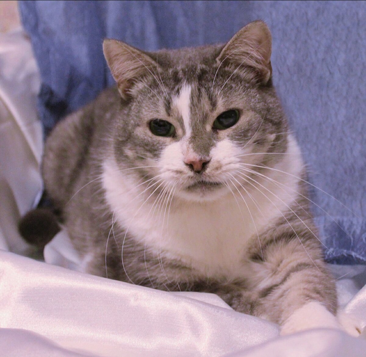 © ВСЕ ОТТЕНКИ КОШАЧЬЕГО. Кот Дэвид 😺