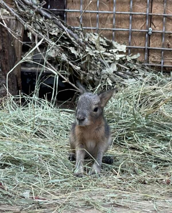 Источник фото: Ростовский зоопарк 