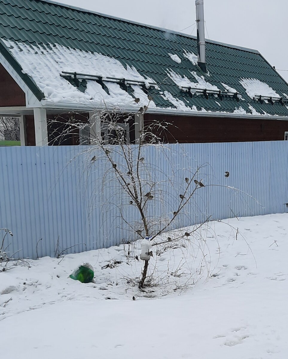 Птички 🐦 атаковали кормушки 